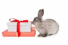 兔子兔子坐着粉红色的礼物盒子
