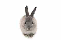 可爱的毛茸茸的灰色兔子兔子