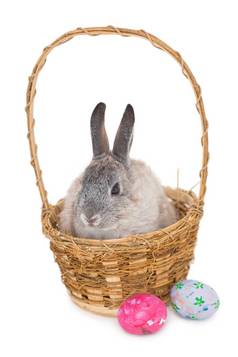 兔子兔子坐着篮子复活节鸡蛋