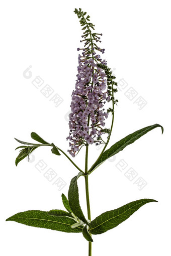 花buddleja年buddleja大卫孤立的白色