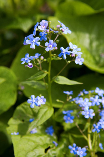 小蓝色的花