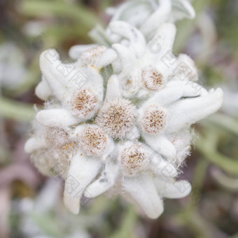 特写镜头<strong>雪绒花</strong>花