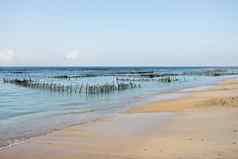 种植园海藻梦想海滩藻类低潮