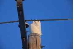 雪猫头鹰冬天加拿大