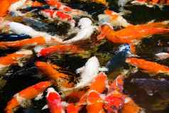 色彩斑斓的锦 鲤鲤鱼鱼集团游泳池塘