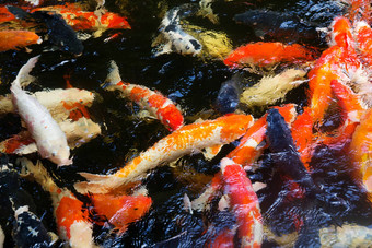 色彩斑斓的锦 鲤鲤鱼鱼集团游泳池塘