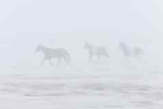 马运行雾雾萨斯喀彻温省加拿大