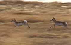 严厉批评模糊图像草原叉角羚羚羊运行萨斯喀彻温省