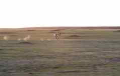 严厉批评照片羚羊运行草原萨斯喀彻温省