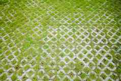 混凝土地板上绿色草