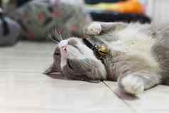 关闭高脂肪的灰色猫睡觉地板上