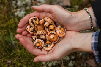 一些蘑菇