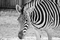 黑色的白色斑马动物园