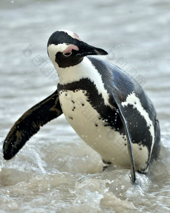 肖像非洲企鹅spheniscus德梅勒斯愚蠢的人企鹅