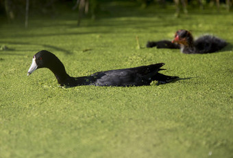 美国傻瓜waterhen