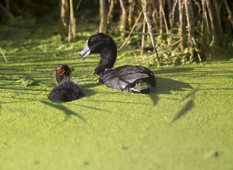 美国傻瓜waterhen