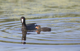 美国傻瓜waterhen