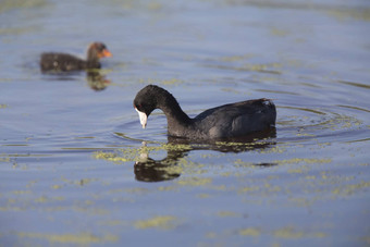 美国傻瓜waterhen