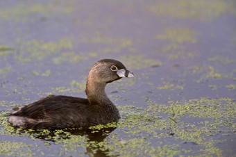 美国傻瓜waterhen