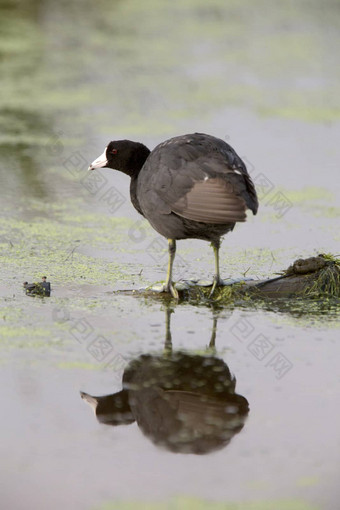 美国傻瓜waterhen