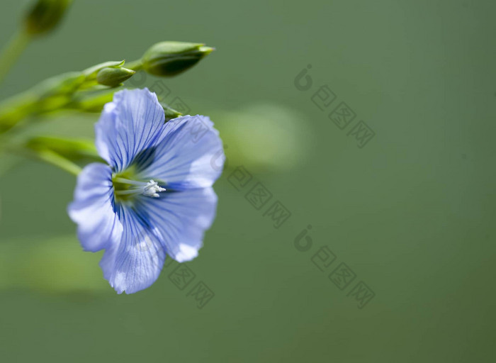 亚麻花