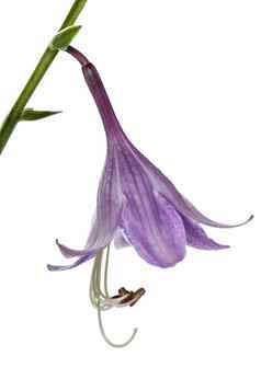 紫色的花hosta芬基亚孤立的白色使用