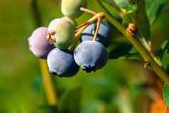 成熟的蓝莓集群蓝莓布什