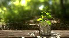 植物日益增长的钱Jar概念金融投资