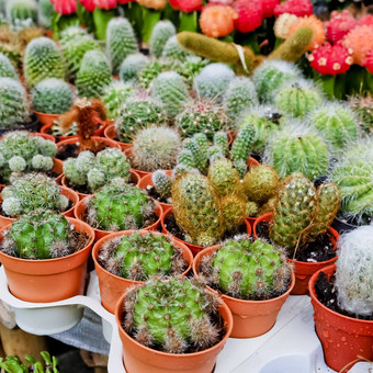 仙人掌仙人掌植物花盆