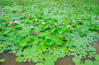 越南花莲花花莲花池塘