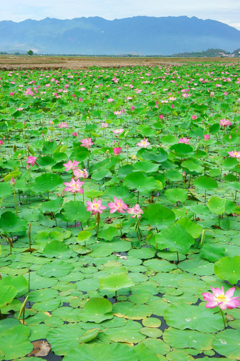 越南花莲花花莲花池塘