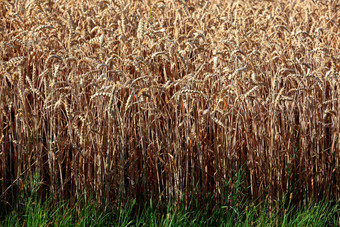 成熟的小麦场夏天粮食小麦