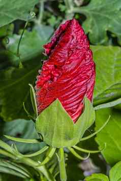 美丽的开花巴德红色的芙蓉花