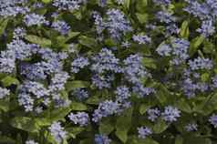 蓝色的忘记阿廖索蒂斯palustris花