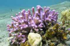 珊瑚礁粉红色的手指珊瑚热带海水下