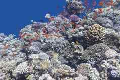 色彩斑斓的珊瑚礁Shoal鱼anthias水下