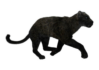 大猫黑色的豹