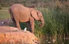 非洲大象水潭