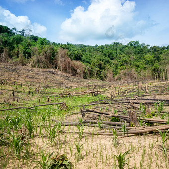 森林砍伐菲律宾