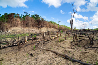 森林砍伐菲律宾