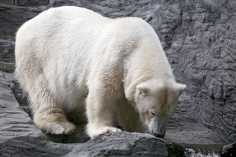 极地熊