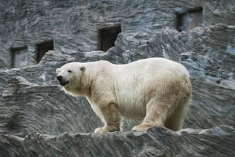 极地熊