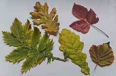色彩斑斓的植物标本美秋天叶子