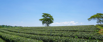茶农场堡地方高地
