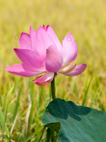 莲花花莲花花植物