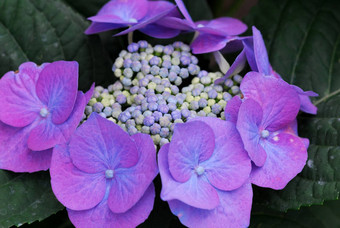 蓝色的紫色的绣球花绣球花花