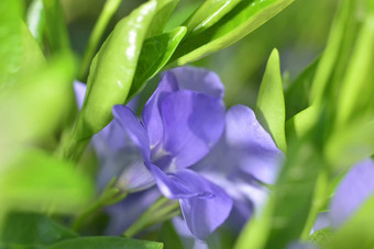 宏放大绿色叶子紫色的花