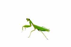 绿色祈祷螳螂昆虫