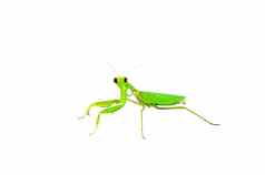 绿色祈祷螳螂昆虫
