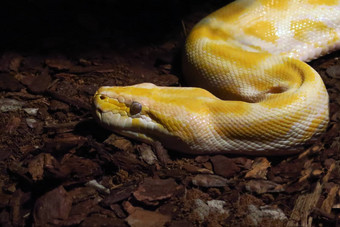 白化python移动